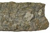 Ordovician Trilobite Mortality Plate - Tafraoute, Morocco #370537-1